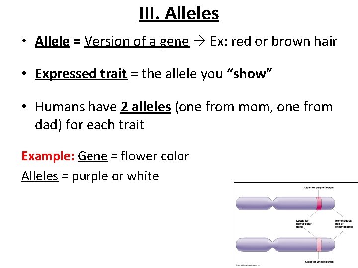 III. Alleles • Allele = Version of a gene Ex: red or brown hair