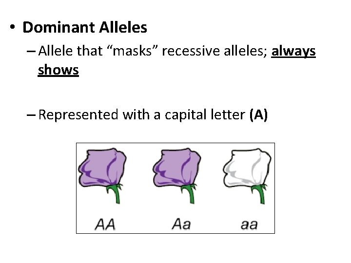  • Dominant Alleles – Allele that “masks” recessive alleles; always shows – Represented