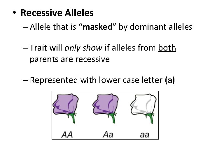  • Recessive Alleles – Allele that is “masked” by dominant alleles – Trait