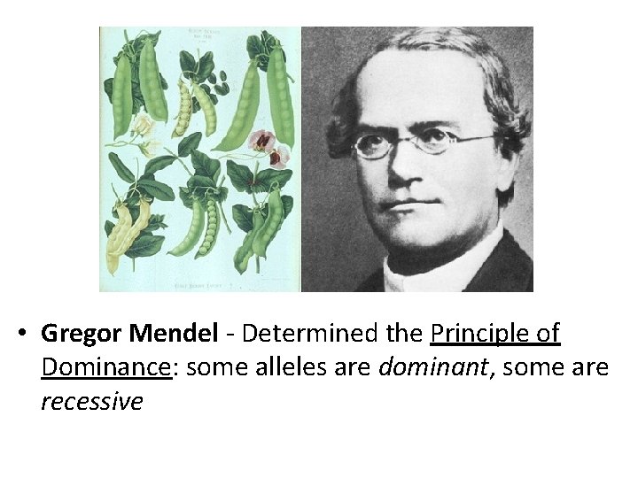  • Gregor Mendel - Determined the Principle of Dominance: some alleles are dominant,