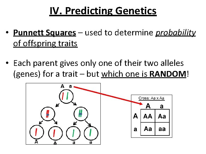 IV. Predicting Genetics • Punnett Squares – used to determine probability of offspring traits