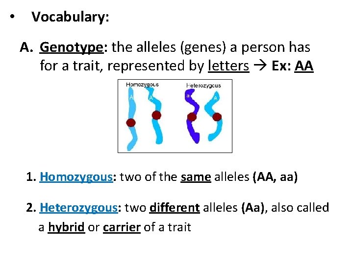  • Vocabulary: A. Genotype: the alleles (genes) a person has for a trait,