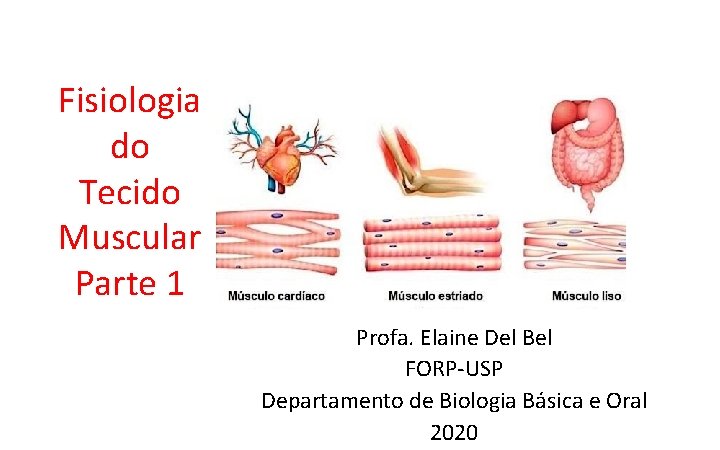 Fisiologia do Tecido Muscular Parte 1 Profa. Elaine Del Bel FORP-USP Departamento de Biologia Fisiologia do Tecido Muscular Parte 1 Profa. Elaine Del Bel FORP-USP Departamento de Biologia