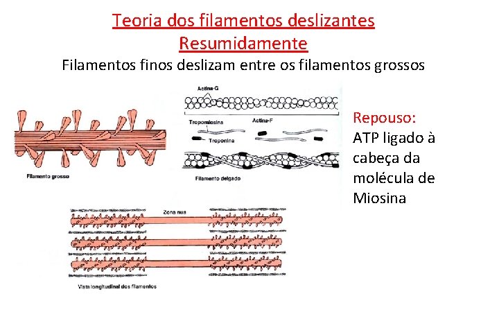 Teoria dos filamentos deslizantes Resumidamente Filamentos finos deslizam entre os filamentos grossos Repouso: ATP Teoria dos filamentos deslizantes Resumidamente Filamentos finos deslizam entre os filamentos grossos Repouso: ATP