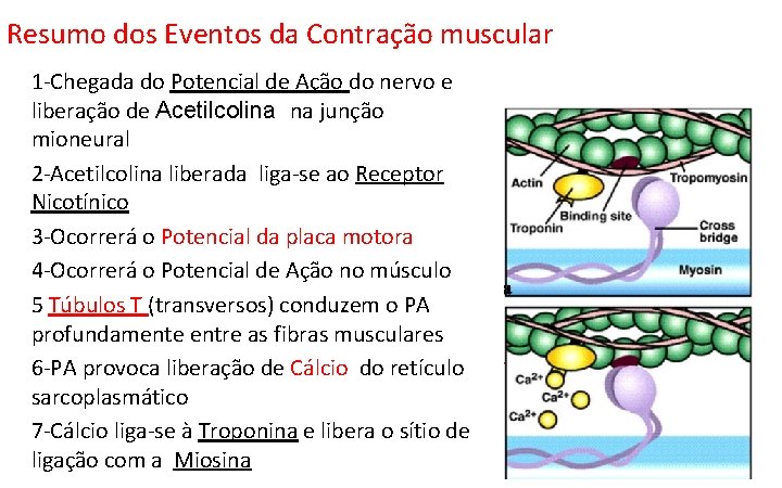 Resumo dos Eventos da Contração muscular 1 -Chegada do Potencial de Ação do nervo Resumo dos Eventos da Contração muscular 1 -Chegada do Potencial de Ação do nervo