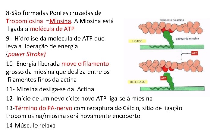 8 -São formadas Pontes cruzadas de Tropomiosina –Miosina. A Miosina está ligada à molécula 8 -São formadas Pontes cruzadas de Tropomiosina –Miosina. A Miosina está ligada à molécula