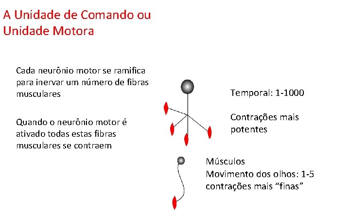 A Unidade de Comando ou Unidade Motora Cada neurônio motor se ramifica para inervar A Unidade de Comando ou Unidade Motora Cada neurônio motor se ramifica para inervar