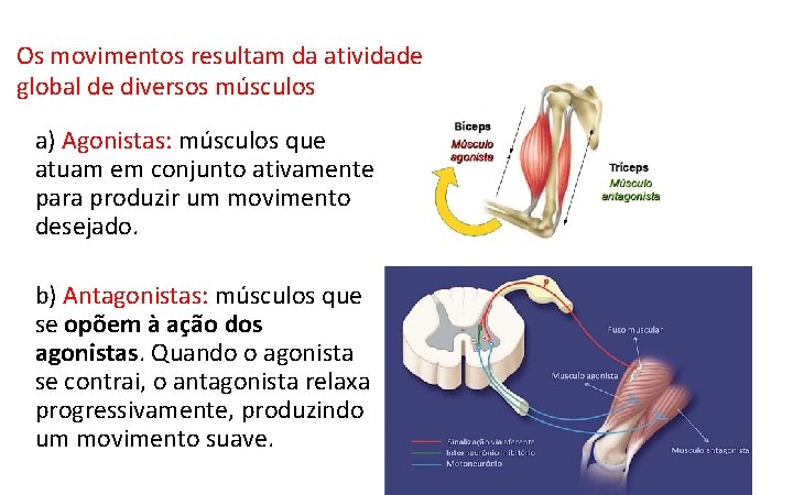 Os movimentos resultam da atividade global de diversos músculos a) Agonistas: músculos que atuam Os movimentos resultam da atividade global de diversos músculos a) Agonistas: músculos que atuam
