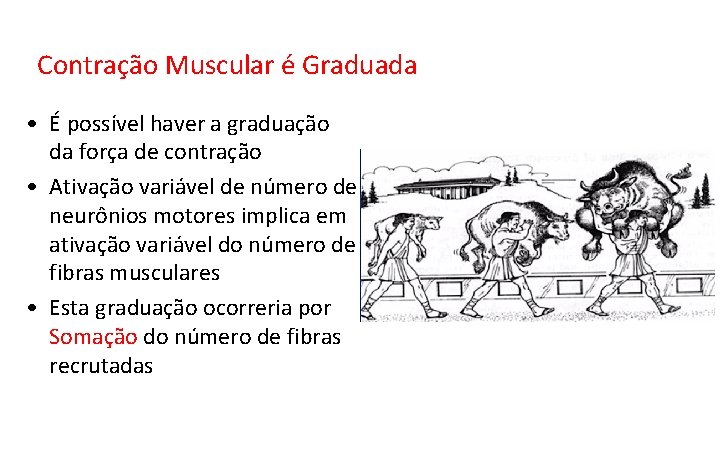 Contração Muscular é Graduada • É possível haver a graduação da força de contração Contração Muscular é Graduada • É possível haver a graduação da força de contração