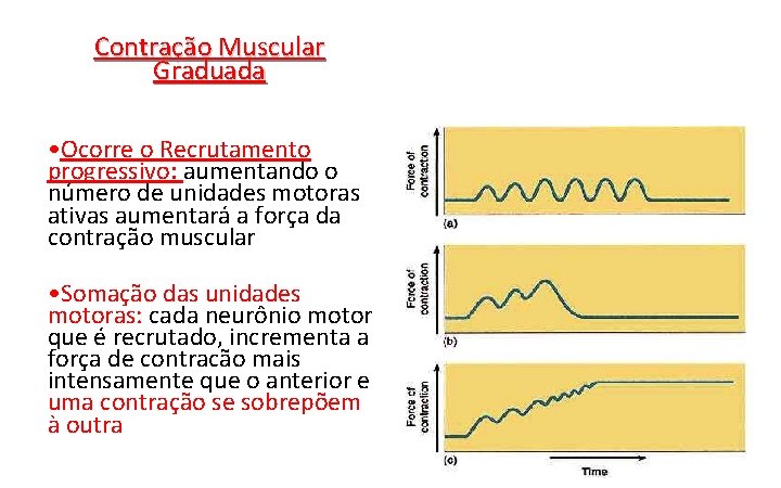 Contração Muscular Graduada • Ocorre o Recrutamento progressivo: aumentando o número de unidades motoras Contração Muscular Graduada • Ocorre o Recrutamento progressivo: aumentando o número de unidades motoras