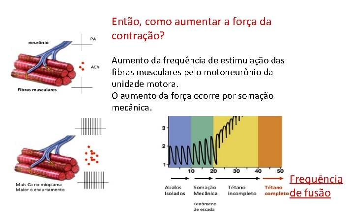 Então, como aumentar a força da contração? Aumento da frequência de estimulação das fibras Então, como aumentar a força da contração? Aumento da frequência de estimulação das fibras