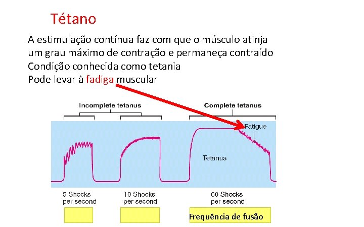 Tétano A estimulação contínua faz com que o músculo atinja um grau máximo de Tétano A estimulação contínua faz com que o músculo atinja um grau máximo de