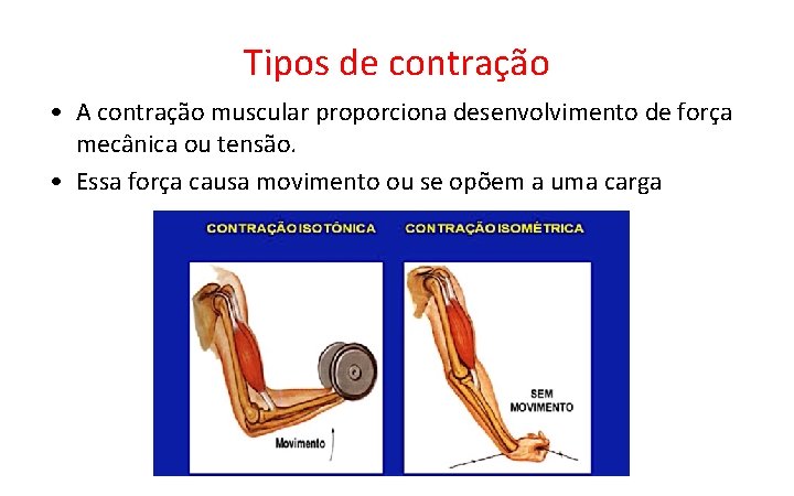 Tipos de contração • A contração muscular proporciona desenvolvimento de força mecânica ou tensão. Tipos de contração • A contração muscular proporciona desenvolvimento de força mecânica ou tensão.