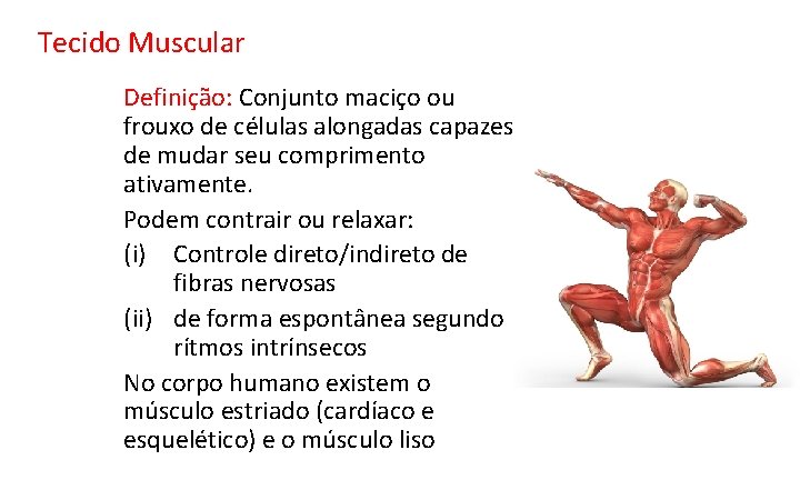 Tecido Muscular Definição: Conjunto maciço ou frouxo de células alongadas capazes de mudar seu Tecido Muscular Definição: Conjunto maciço ou frouxo de células alongadas capazes de mudar seu