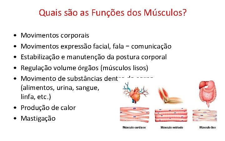 Quais são as Funções dos Músculos? • • • Movimentos corporais Movimentos expressão facial, Quais são as Funções dos Músculos? • • • Movimentos corporais Movimentos expressão facial,