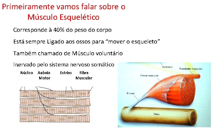 Primeiramente vamos falar sobre o Músculo Esquelético Corresponde à 40% do peso do corpo Primeiramente vamos falar sobre o Músculo Esquelético Corresponde à 40% do peso do corpo