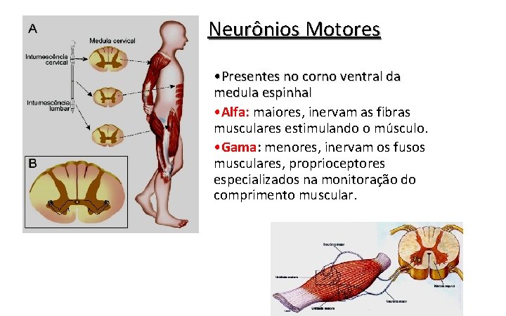 Neurônios Motores • Presentes no corno ventral da medula espinhal • Alfa: maiores, inervam Neurônios Motores • Presentes no corno ventral da medula espinhal • Alfa: maiores, inervam
