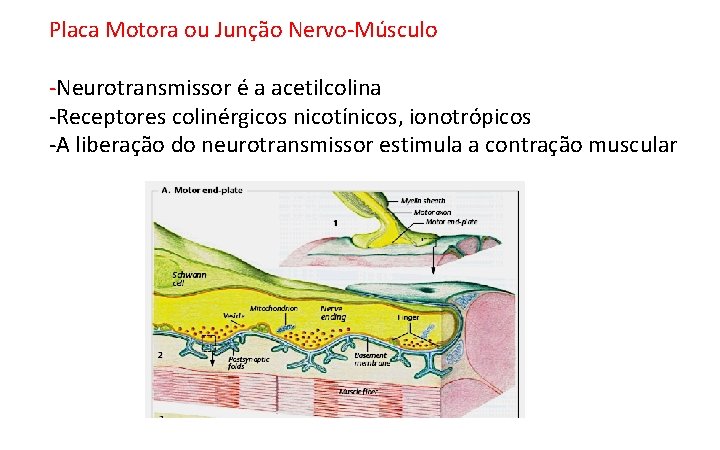 Placa Motora ou Junção Nervo-Músculo -Neurotransmissor é a acetilcolina -Receptores colinérgicos nicotínicos, ionotrópicos -A Placa Motora ou Junção Nervo-Músculo -Neurotransmissor é a acetilcolina -Receptores colinérgicos nicotínicos, ionotrópicos -A