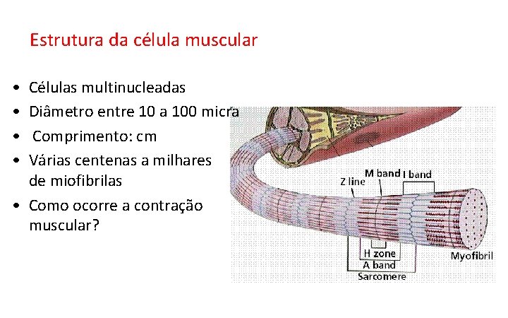 Estrutura da célula muscular • • Células multinucleadas Diâmetro entre 10 a 100 micra Estrutura da célula muscular • • Células multinucleadas Diâmetro entre 10 a 100 micra