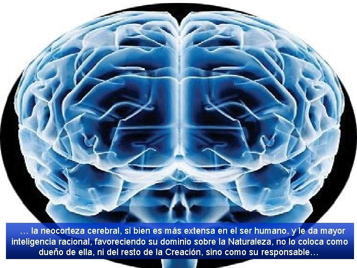  … la neocorteza cerebral, si bien es más extensa en el ser humano,