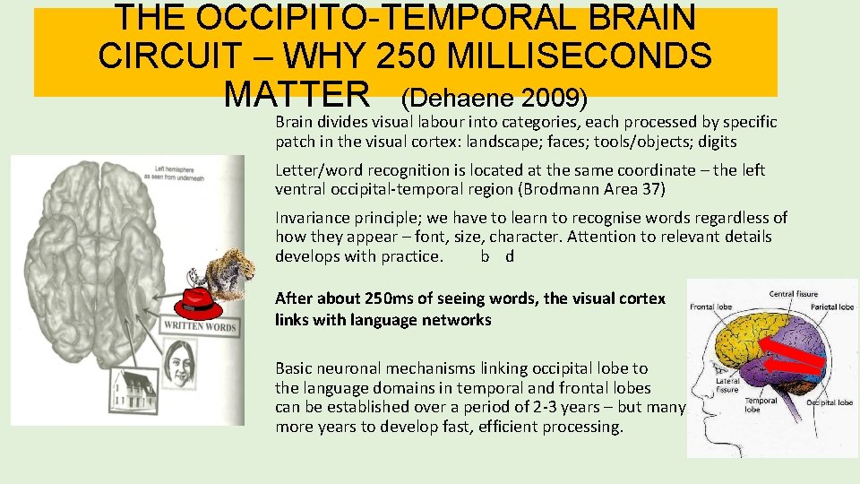 THE OCCIPITO-TEMPORAL BRAIN CIRCUIT – WHY 250 MILLISECONDS MATTER (Dehaene 2009) Brain divides visual