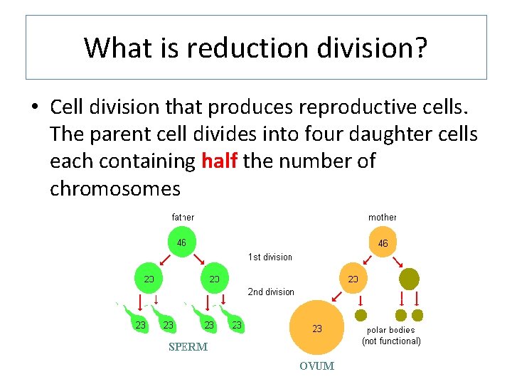 What is reduction division? • Cell division that produces reproductive cells. The parent cell
