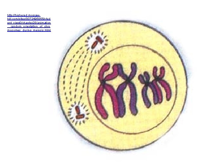 http: //highered. mcgrawhill. com/sites/0072495855/stud ent_view 0/chapter 28/animation __random_orientation_of_chro mosomes_during_meiosis. html 