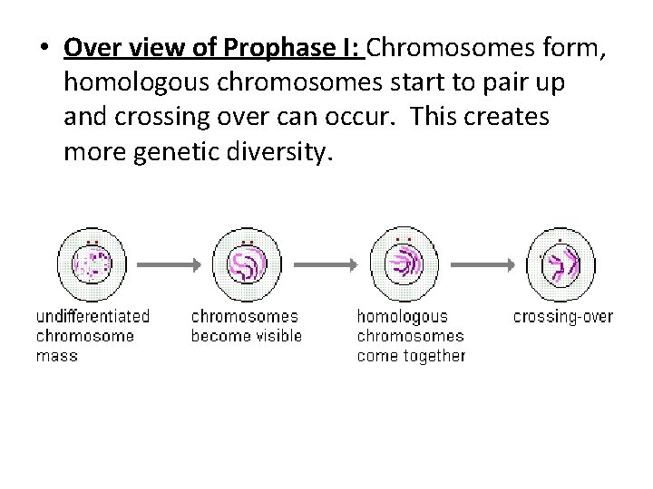  • Over view of Prophase I: Chromosomes form, homologous chromosomes start to pair