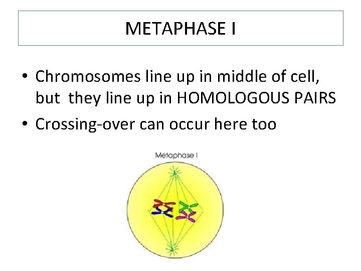 METAPHASE I • Chromosomes line up in middle of cell, but they line up