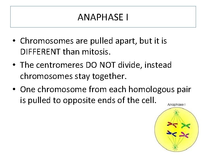 ANAPHASE I • Chromosomes are pulled apart, but it is DIFFERENT than mitosis. •