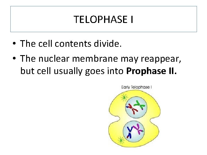 TELOPHASE I • The cell contents divide. • The nuclear membrane may reappear, but