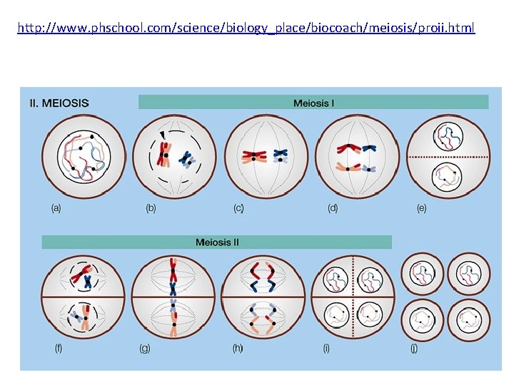 http: //www. phschool. com/science/biology_place/biocoach/meiosis/proii. html 