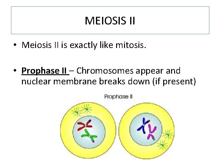 MEIOSIS II • Meiosis II is exactly like mitosis. • Prophase II – Chromosomes