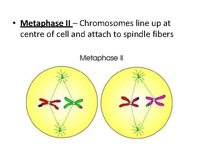  • Metaphase II – Chromosomes line up at centre of cell and attach