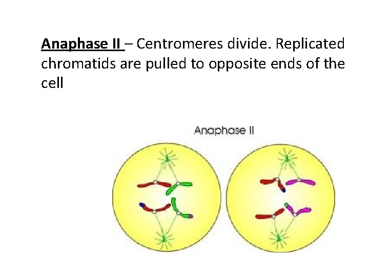Anaphase II – Centromeres divide. Replicated chromatids are pulled to opposite ends of the