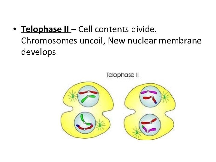  • Telophase II – Cell contents divide. Chromosomes uncoil, New nuclear membrane develops