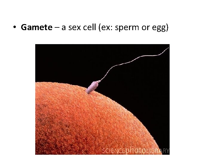  • Gamete – a sex cell (ex: sperm or egg) 