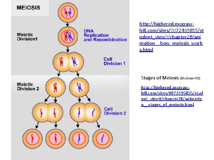 http: //highered. mcgrawhill. com/sites/0072495855/st udent_view 0/chapter 28/ani mation__how_meiosis_work s. html Stages of Meiosis (Mc.