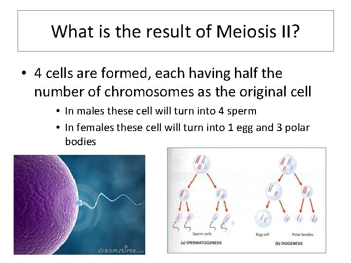 What is the result of Meiosis II? • 4 cells are formed, each having