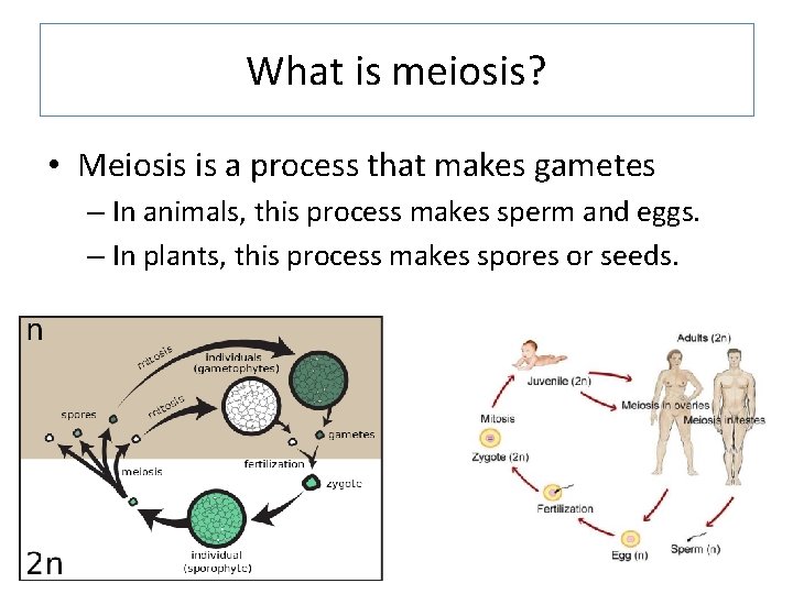 What is meiosis? • Meiosis is a process that makes gametes – In animals,