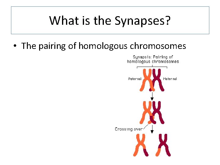 What is the Synapses? • The pairing of homologous chromosomes 