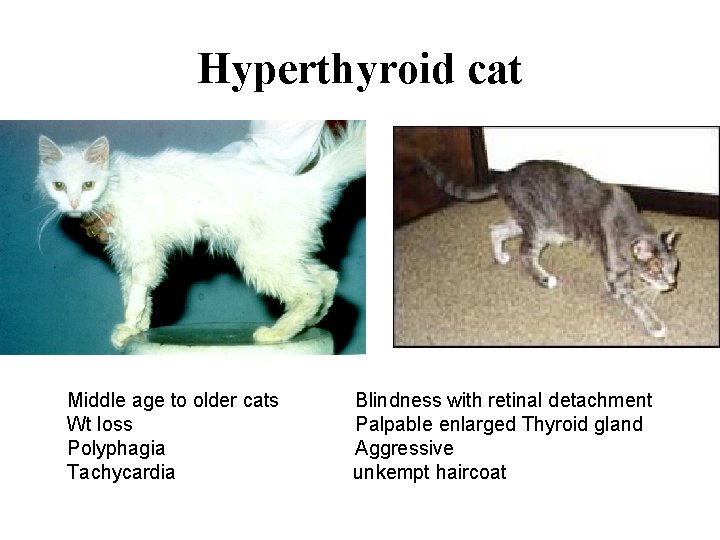 Hyperthyroid cat Middle age to older cats Wt loss Polyphagia Tachycardia Blindness with retinal