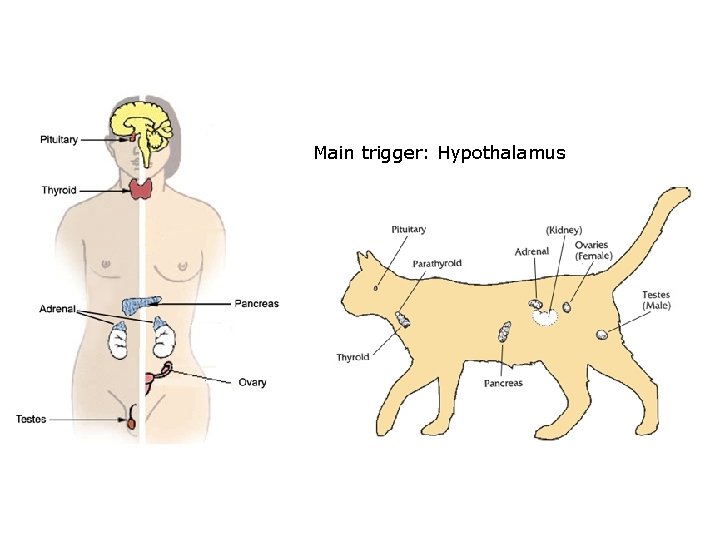 Main trigger: Hypothalamus 