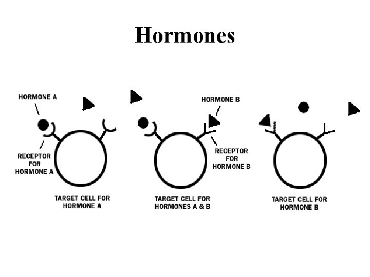 Hormones 