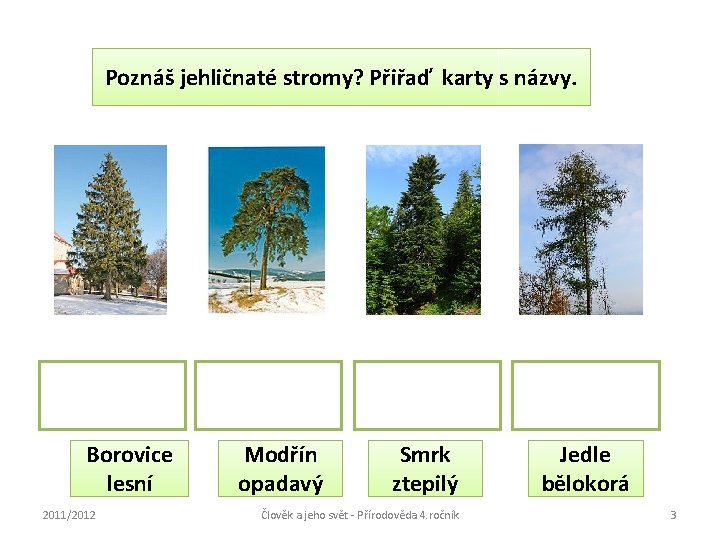 Poznáš jehličnaté stromy? Přiřaď karty s názvy. Borovice lesní 2011/2012 Modřín opadavý Smrk ztepilý
