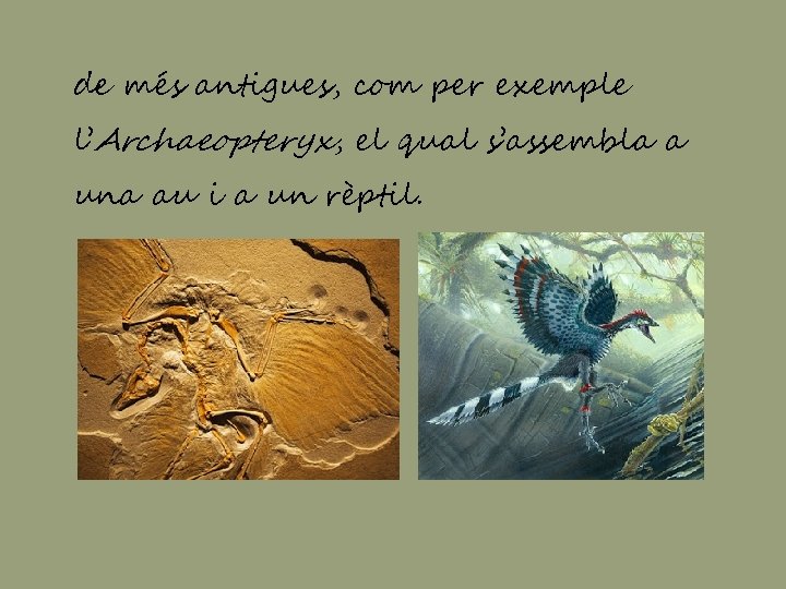 de més antigues, com per exemple l’Archaeopteryx, el qual s’assembla a una au i