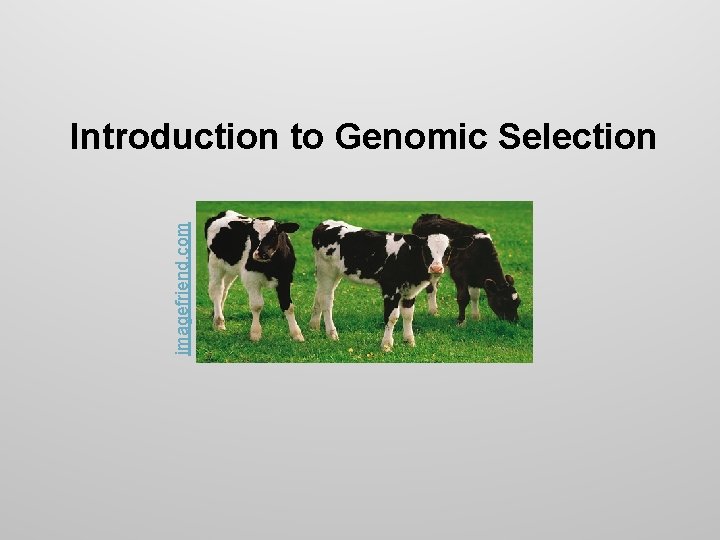 imagefriend. com Introduction to Genomic Selection 