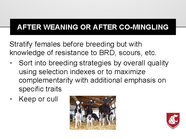 AFTER WEANING OR AFTER CO-MINGLING Stratify females before breeding but with knowledge of resistance