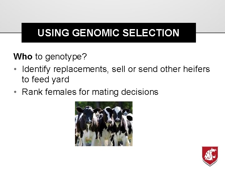 USING GENOMIC SELECTION Who to genotype? • Identify replacements, sell or send other heifers