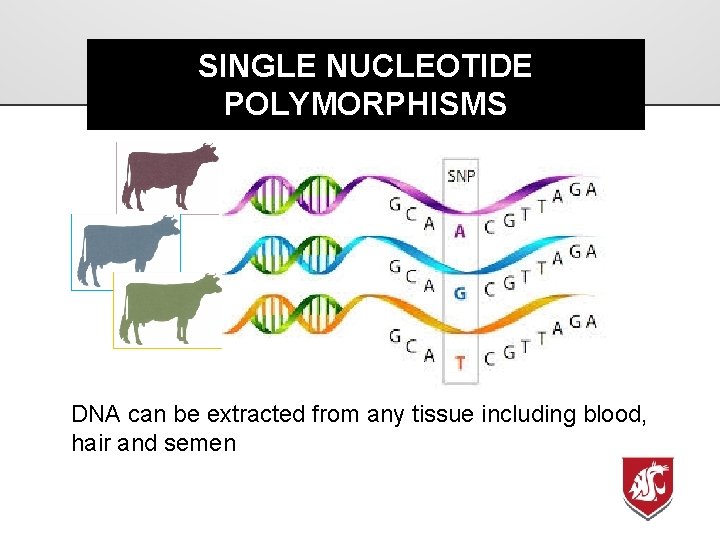 SINGLE NUCLEOTIDE POLYMORPHISMS DNA can be extracted from any tissue including blood, hair and